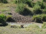 14640 Lion drinking.jpg